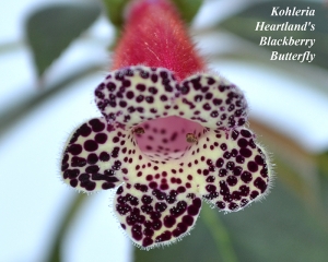 Heartland's Blackberry Butterfly